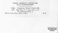 Uromyces howei image